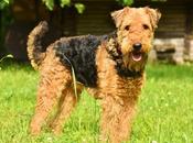 Airedale Terrier