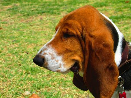 Cabeza del Basset Hound