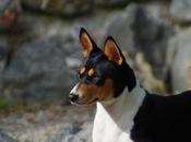 Basenji: Origen, descripción cuidados esta raza