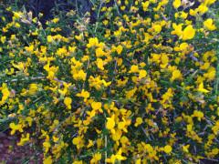 Primavera de colores en la Sierra Norte de Guadalajara