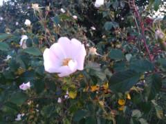 Primavera de colores en la Sierra Norte de Guadalajara