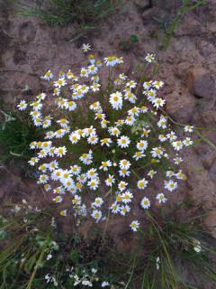 Primavera de colores en la Sierra Norte de Guadalajara