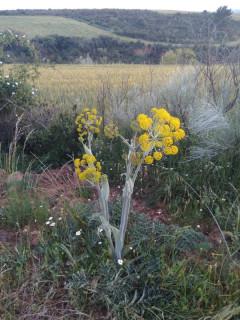 Primavera de colores en la Sierra Norte de Guadalajara