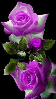 4.225 - LOS CORAZONES...