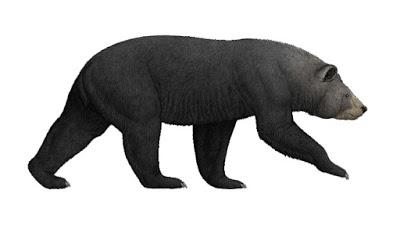 El oso ursino más antiguo (y ¿vegetariano?)