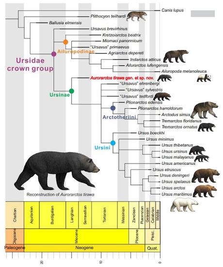 El oso ursino más antiguo (y ¿vegetariano?)