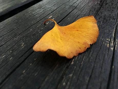 Ginkgo Biloba. Riesgos y efectos secundarios.