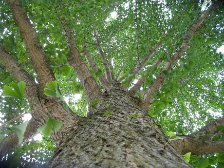 Ginkgo Biloba. Qué es, propiedades y beneficios