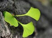 Instrucciones Germinación para Plantar semillas Ginkgo Biloba