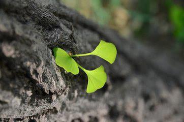 brote de ginkgo biloba