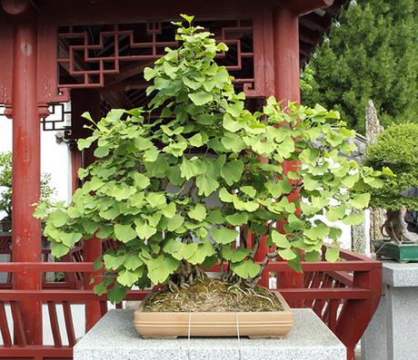 Ginkgo Biloba como Bonsai. Tipos y cuidados