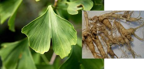 Ginkgo biloba y Panax Ginseng. Combinación, beneficios y dosis