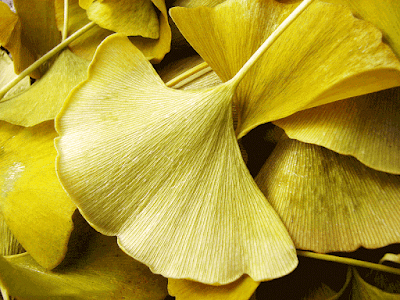 ginkgo biloba hoja amarilla