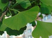 Usos Ginkgo Biloba