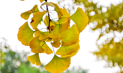 El Ginkgo Biloba como afrodisíaco rama de ginkgo biloba