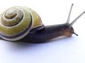 caracol