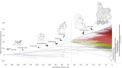 Evolución del tamaño cerebral en Aves (y dinosaurios no avianos)