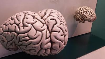 Evolución del tamaño cerebral en Aves (y dinosaurios no avianos)