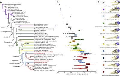Evolución del tamaño cerebral en Aves (y dinosaurios no avianos)
