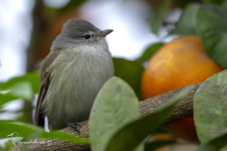 Piojito silbón (Southern beardless-Tyrannulet) Camptostoma obsoletum