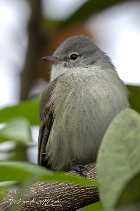 Piojito silbón (Southern beardless-Tyrannulet) Camptostoma obsoletum