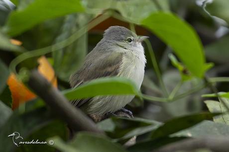 Piojito silbón (Southern beardless-Tyrannulet) Camptostoma obsoletum