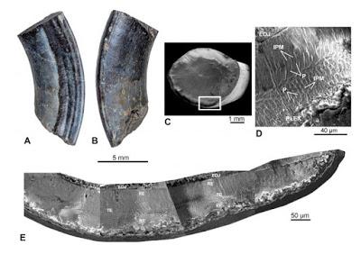 El primer mamífero del Mesozoico de Chile