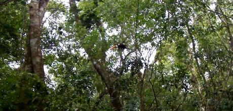 Las razones para visitar el Parque Nacional del Iguazú.