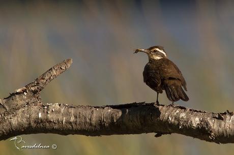 Remolinera Araucana - Cinclodes patagonicus (Gmelin, 1789) Dark-bellied Cinclodes