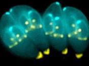 tetrahidroquinolona puede curar toxoplasmosis malaria