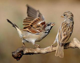 4.228 - VEO LOS PÁJAROS... 4.228 - VEO LOS PÁJAROS...