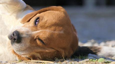 Cabeza de cachorro de Beagle