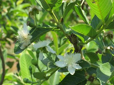 SUPERVISA SEDAGRO COSECHA Y PRODUCCIÓN DE GUAYABA MEXIQUENSE