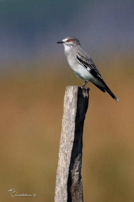 Monjita gris (Gray Monjita) Xolmis cinereus