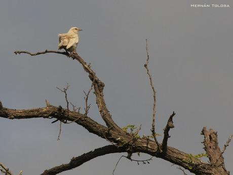 Calandria con leucismo