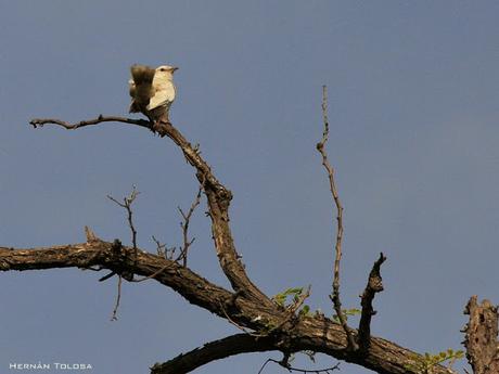 Calandria con leucismo