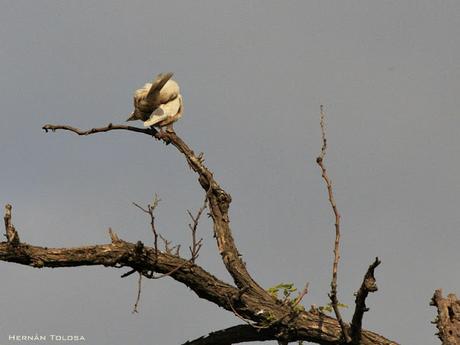 Calandria con leucismo