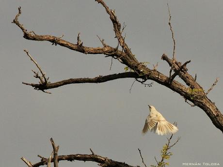 Calandria con leucismo