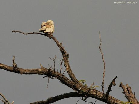 Calandria con leucismo
