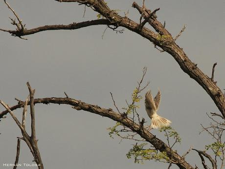 Calandria con leucismo
