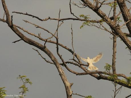 Calandria con leucismo