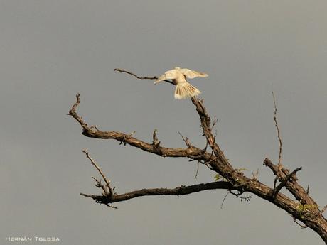 Calandria con leucismo