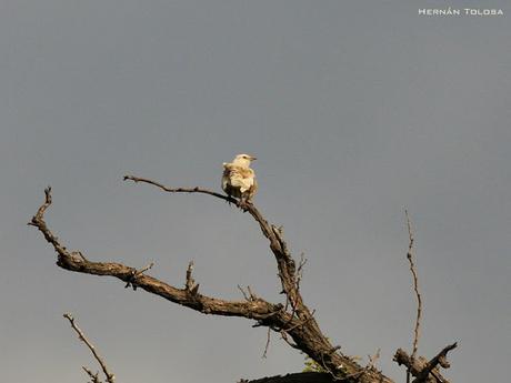 Calandria con leucismo