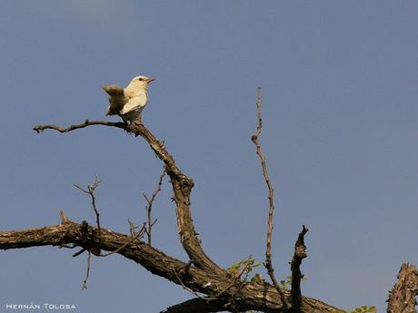 Calandria con leucismo