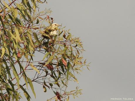 Calandria con leucismo