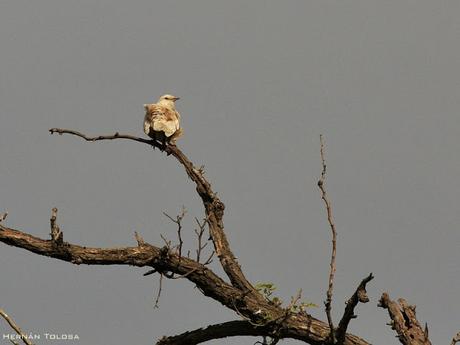 Calandria con leucismo