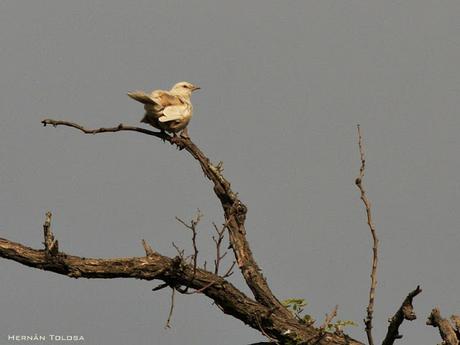 Calandria con leucismo