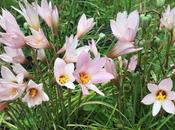 (Zephyranthes martinezii)