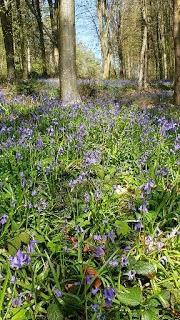 4.229 - CON GRAN SILENCIO...