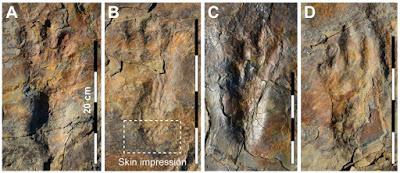 ¿Cocodrilos bípedos durante el Cretácico de Corea?